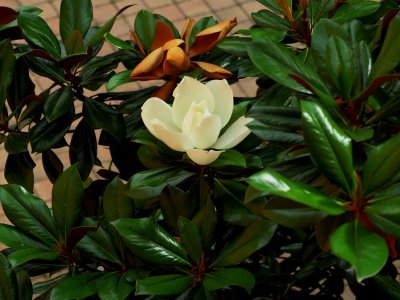 Magnolia grandiflora 'DD Blanchard' - šácholán velkokvětý